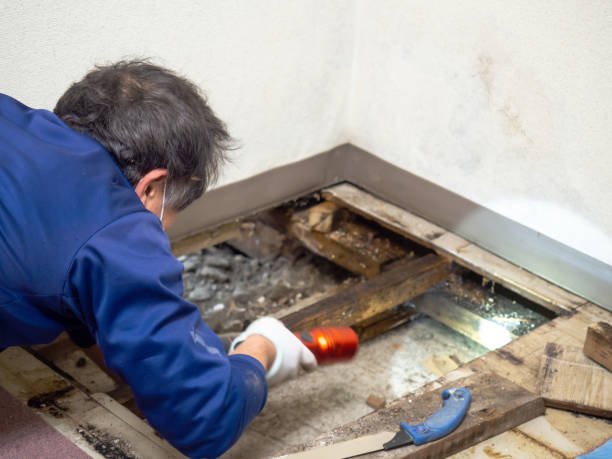 Best Professional Mold Removal  in Hemlock, MI