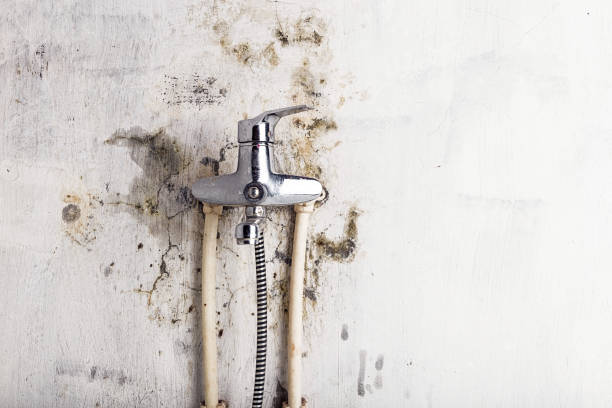 Best Mold Remediation Experts  in Hemlock, MI
