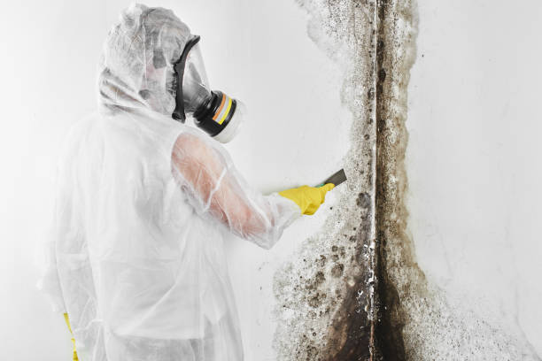 Best Fast Mold Removal  in Hemlock, MI