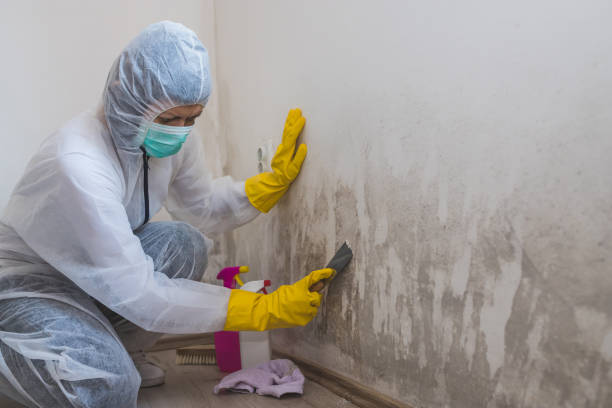 Best Mold Testing  in Hemlock, MI