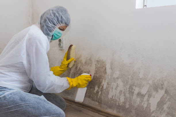 Mold Removal Process in Hemlock, MI