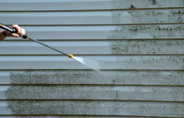 Professional Mold Removal in Hemlock, MI
