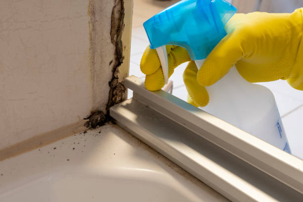 Best Mold Remediation Services  in Hemlock, MI