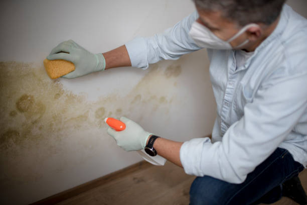 Best Mold Removal Process  in Hemlock, MI