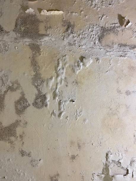 Certified Mold Removal in Hemlock, MI