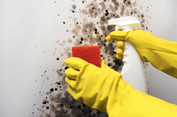 Best Fast Mold Removal  in Hemlock, MI