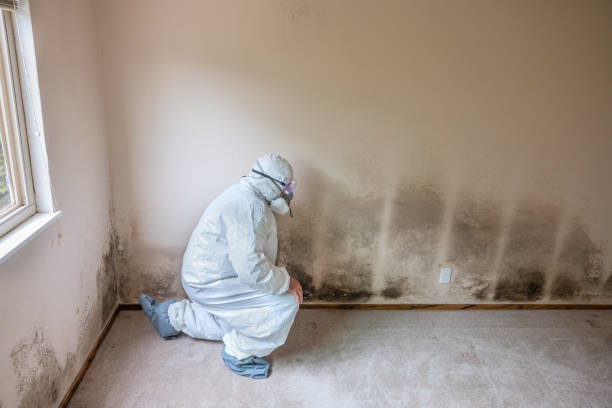 Crawl Space Mold Removal in Hemlock, MI