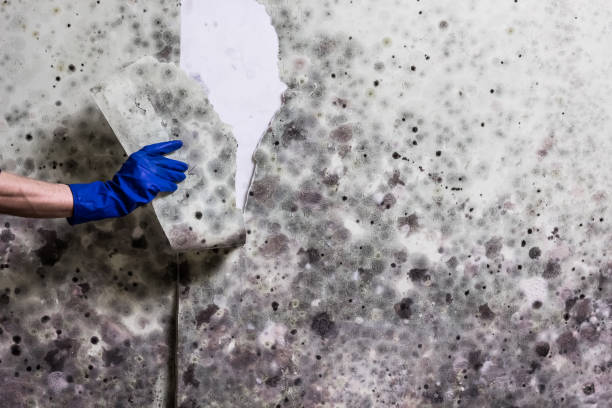 Best Mold Testing  in Hemlock, MI
