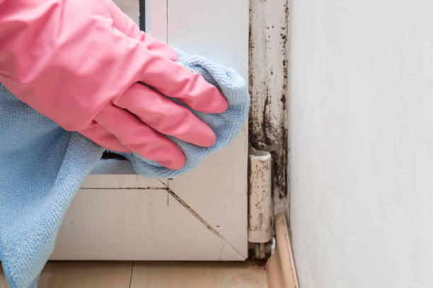 Best Commercial Mold Removal  in Hemlock, MI