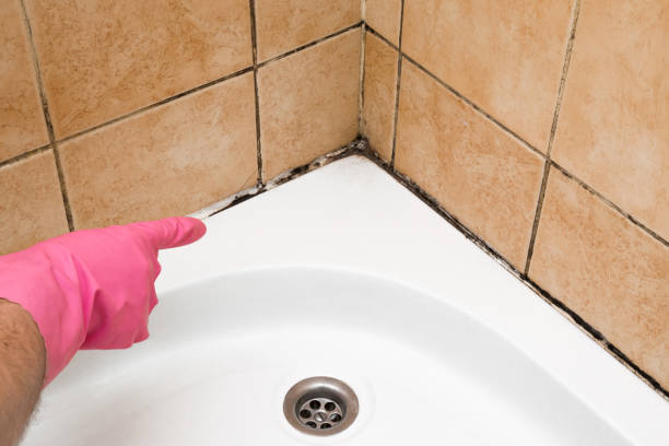 Best Certified Mold Removal  in Hemlock, MI