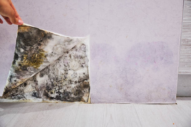 Best Local Mold Removal Service  in Hemlock, MI